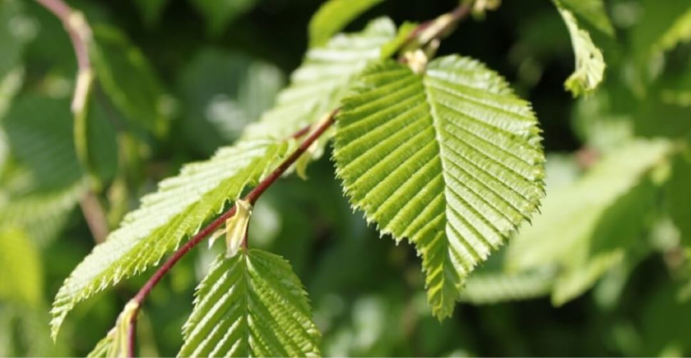 Feuille de charme - Fabricant de billot en bois de bout